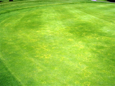 Yellow patch on lawn